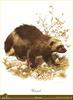 [Animal Art - Carl Brenders] Wolverine (Gulo gulo)