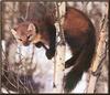 American Marten (Martes americana)