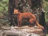 American Marten (Martes americana)