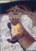 European Pine Marten (Martes martes)