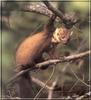 European Pine Marten (Martes martes)