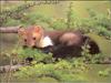 European Pine Marten (Martes martes)