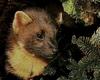 European Pine Marten (Martes martes)