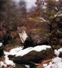 Least Weasel (Mustela nivalis)