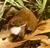 Least Weasel (Mustela nivalis)