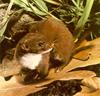 Least Weasel (Mustela nivalis)