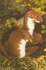 Least Weasel (Mustela nivalis)