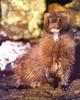 American Mink (Mustela vison)