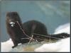 American Mink (Mustela vison)