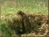 American Mink (Mustela vison)