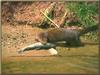 American Mink (Mustela vison)