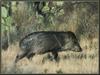 Collared Peccary (Pecari tajacu)