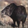 Collared Peccary (Pecari tajacu)