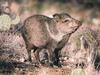 Collared Peccary (Pecari tajacu)