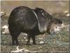 Collared Peccary (Pecari tajacu)