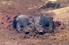 Collared Peccary piglets (Pecari tajacu)