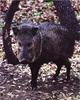 Collared Peccary (Pecari tajacu)