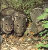 Collared Peccaries (Pecari tajacu)