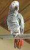 African Grey Parrot (Psittacus erithacus)