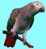 African Grey Parrot (Psittacus erithacus)