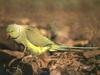 Rose-ringed Parakeet (Psittacula krameri)