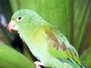 Parakeet