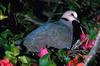 Dove on nest