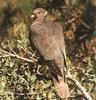 Band-tailed Pigeon (Columba fasciata)