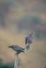 Band-tailed Pigeon (Columba fasciata)