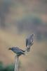 Band-tailed Pigeon (Columba fasciata)