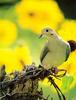 Mourning Dove (Zenaida macroura)