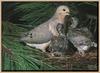 Mourning Dove and chicks (Zenaida macroura)