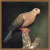 Mourning Dove (Zenaida macroura)