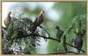 Mourning Doves (Zenaida macroura)