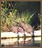 Mourning Dove (Zenaida macroura)