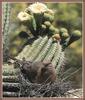 Mourning Dove on nest (Zenaida macroura)