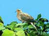 Mourning Dove (Zenaida macroura)