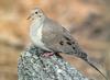 Mourning Dove (Zenaida macroura)