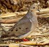 Mourning Dove (Zenaida macroura)