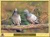 Rock Dove pair (Columba livia)