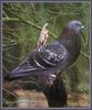 Rock Dove (Columba livia)