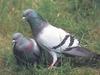 Rock Doves (Columba livia)