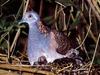 Bar-shouldered Dove & chicks (Geopelia humeralis)