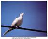 Eurasian Collared-dove (Streptopelia decaocto)