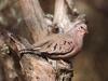 Common Ground-Dove (Columbina passerina)