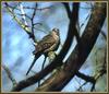 Inca Dove (Columbina inca)