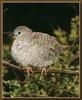 Inca Dove (Columbina inca)