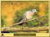 Stock Dove (Columba oenas)