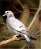 Stock Dove (Columba oenas)