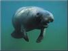 West Indian Manatee (Trichechus manatus)